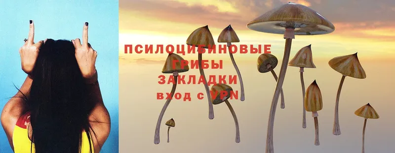 Псилоцибиновые грибы Psilocybine cubensis  дарнет шоп  Боготол 